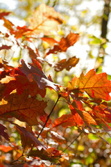 Leuchtendes  Herbstlaub im Wald