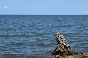 Fototapeta na wymiar Drift wood cast by ocean waves to sea shore