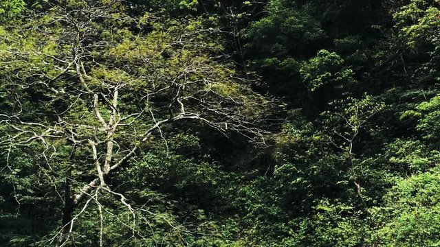 Cinematic aerial drone footage of waterfall and a small pool deep in the rainforest jungle at Amboro National Park, Bolivia