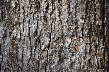 texture ecorce bois foret tronc arbre