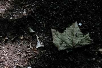 Light and Shade on Ground