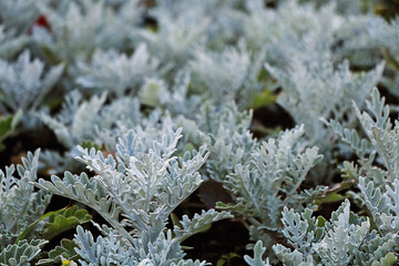Bush plant cinerarium white color closeup