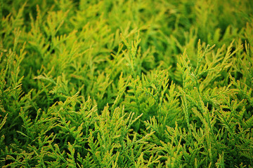 Background of many green branches of thuja