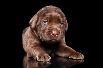Labrador puppy on black background