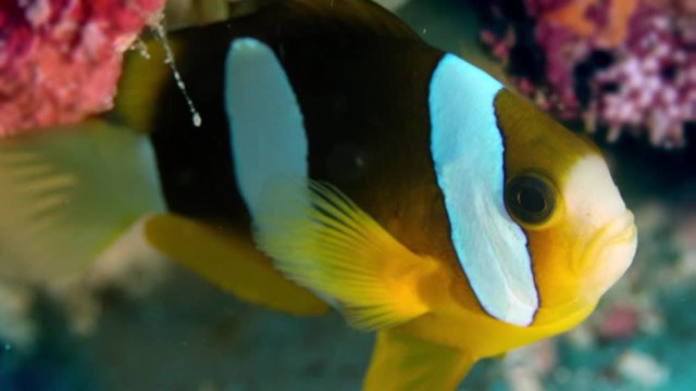 Clark&rsquo;s anemonefish (Amphiprion clarkii) peeking out of its host anemone,Raja Ampat, Indonesia , slow motion