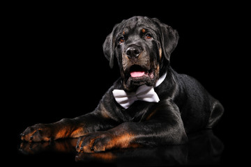 Young Rottweiler puppy in bow tie