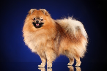 Pomeranian spitz dog