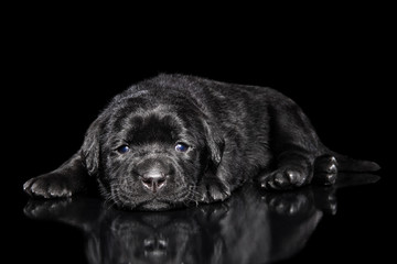 Fototapeta premium Labrador puppy on black background