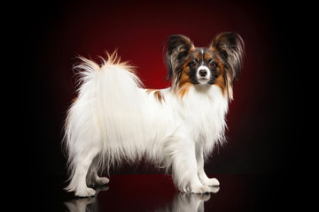 Papillon dog