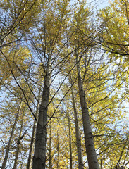 trees in autumn looking up blue sky golden leaves