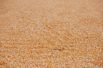 A pile of corn