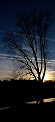 Tree during Sunset