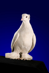 Dove studio shooting on a dark blue background.