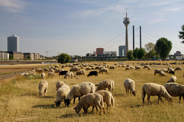 Flock of sheep grazing in Düsseldorf, Germany