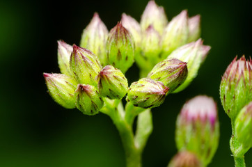 bud of a flower