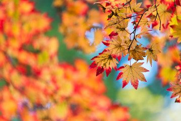 紅葉（オレンジ、もみじ）