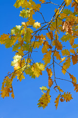 Leuchtend gelbes Eichenlaub im Herbst