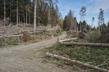 Fototapeta na wymiar Entwurzelte Fichten, Sturmschäden, Harz, Deutschland