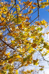 Leuchtend gelbes Eichenlaub im Herbst