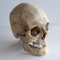 Real human skull, close up.