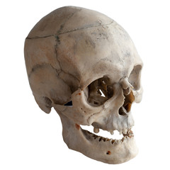 Real human skull, close up.