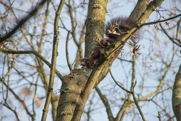 Eichhörnchen auf einem Baum