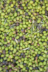 A lot Green olive with some leaves/Basket full of freshly picked olives in different size