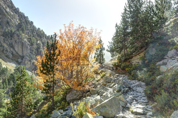 A path going through high rocky mountains with firs and pine trees forest and a blue sky in a sunny...