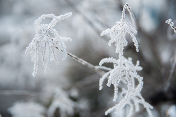 Branch covered in ice cold white frost in the winter. first frosts, cold weather, frozen water, frost and hoarfrost. Macro shot. Early winter . Blurred background.