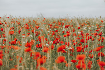 Poppies