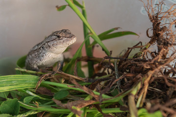 The prairie lizard stands still for a handsome pose