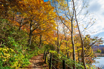 The path in the forest with the leaves change colors on good weather in the fall Beside a pond with a mountain in travel and nature concept. © boophuket