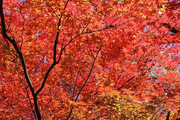 Maple leaves autumn