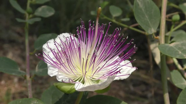 Capparis spinosa, the caper bush, or Flinders rose, is a perennial plant that bears rounded, fleshy leaves and large white to pinkish-white flowers. Used as pickled condiment in salads and cookings.