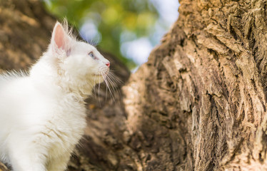 Cute white cat on a tree.