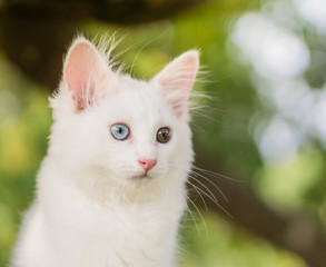 Naklejka na ściany i meble Cute white cat on a tree.