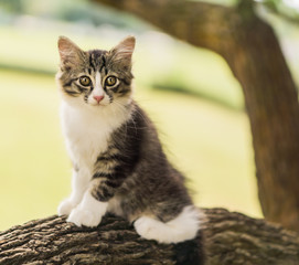 Naklejka na ściany i meble Cute cat is lying on the tree ,Little kitten on a branch