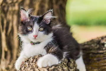 Naklejka na ściany i meble Cute cat is lying on the tree ,Little kitten on a branch