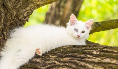 Cute white cat on a tree.