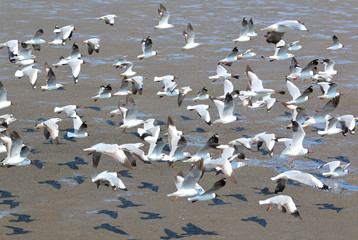 A flock of seagulls flying at Bang Pu, Thailand
