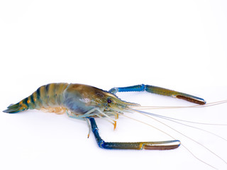 Fresh shrimp in Thailand on white background,River prawn isolated.