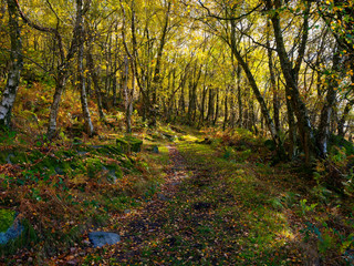 Following the narrow woodland path down from Curbar Edge on a bright autumn morning.