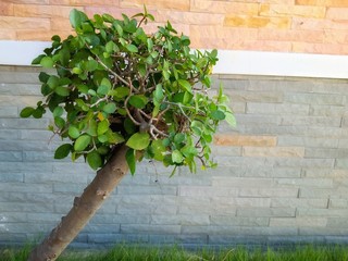 green ivy on the wall