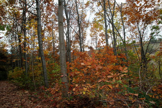For&ecirc;t de feuillus en automne