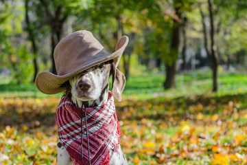 Dalmatian dog in a brown cowboy hat and plaid against the backgr