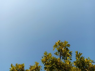 tree and blue sky