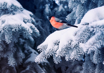 new year postcard bird bullfinch on a branch of a festive spruce with shiny hoarfrost sits in a...