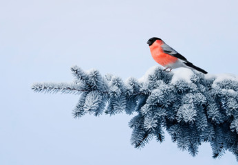 new year postcard bird bullfinch on a branch of a festive spruce with shiny hoarfrost sits in a...