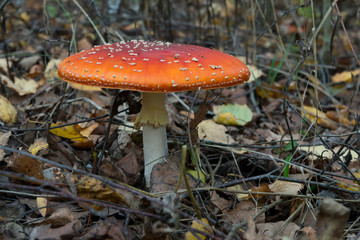 The red and white poisonous toadstool or mushroom called ly Agaric