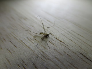 mosquito sucking blood extreme close up